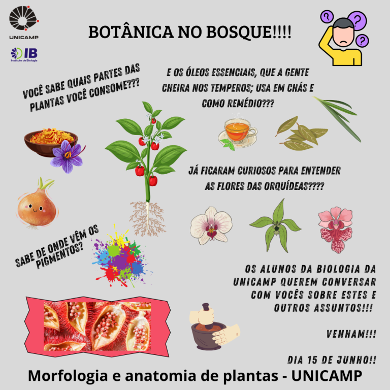 Instituto de Biologia realizará atividade de extensão no Bosque dos Jequitibás este sábado (15)